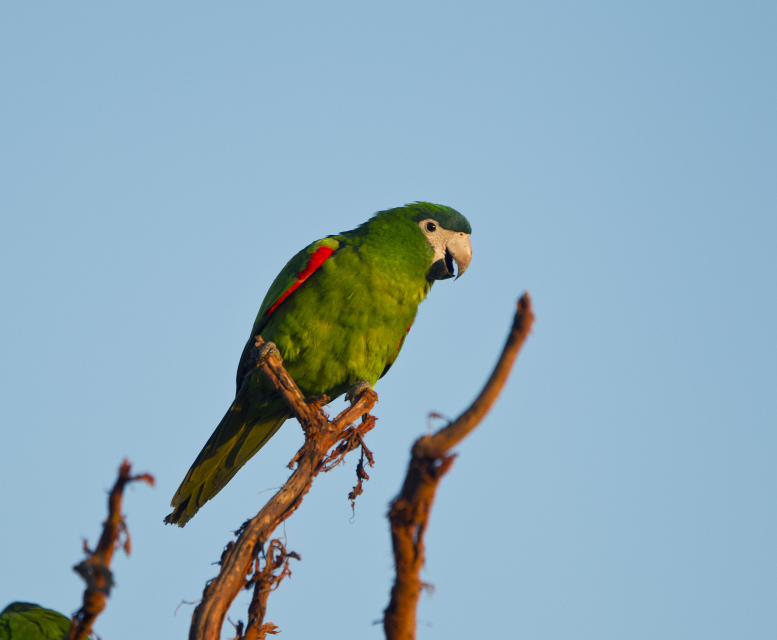 image Red-shouldered Macaw